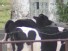 Bad Moo-ve: Woman Calls 911 Over Cows
