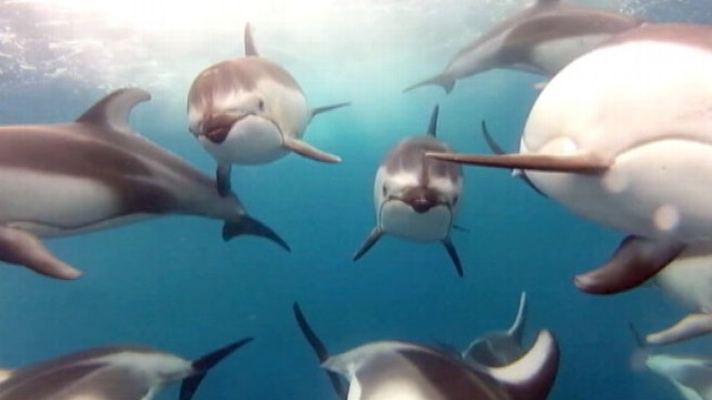 VIDEO: Pod of Dolphins Seen Up-Close in Underwater Video