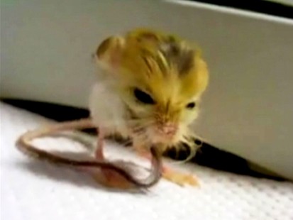 VIDEO: The pygny jerboa could be the worlds smallest rodent.