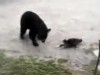 VIDEO: A housecat attacks a bear.