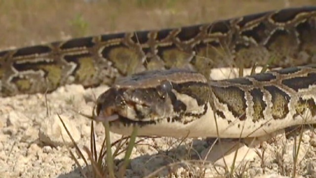VIDEO: 2013 Python Challenge Invites Competitors to Harvest Snakes