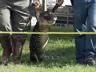 Gator Rips Off Elderly Woman's Arm