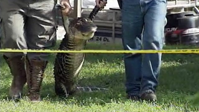 PHOTO: Two men carry away an alligator that tore the arm off an 84-year-old elderly woman in Leesburg, Fla. on Sept. 26, 2012.