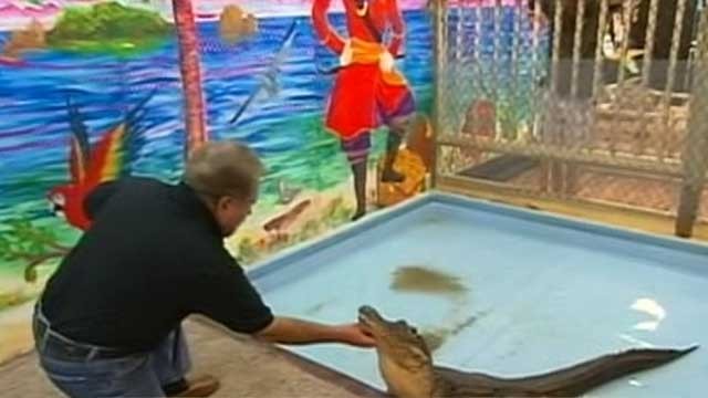 PHOTO: Though some many say mixing alligators and 8-year-olds is bad parenting, Alligator Wrangler Bob Barrett says for $175, he will bring a gator directly to a home.