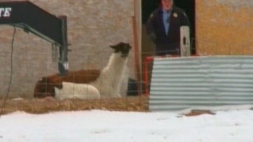 Video: Denver police say the death of a dozen animals may be linked to a divorce dispute.