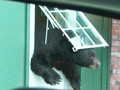 Video: Black bear caught on tape smashing through hotel door.
