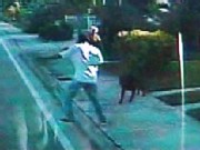 Caught on Tape: Man Runs Into Bus