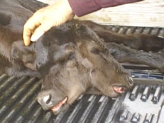 Two-headed Calf Hits The Heartland