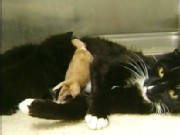 'Supermom' Cat Nurses Pair of Pups