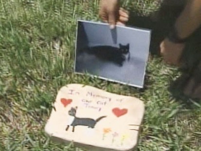 Video: Police search for serial cat killer.
