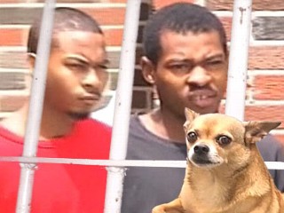 Chihuahua Takes Bite Out of Crime
