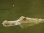 Albino Gator Debuts at Zoo