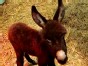 Democratic Love Child Is a Donkey