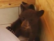 Orphaned Bears Find a Home in Texas