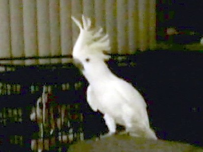 VIDEO: A bird dances.