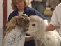 Seymour Camel is Suddenly Better