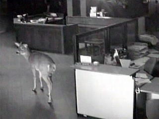 Doe Doesn't Get Any Dough 
