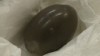 VIDEO: Darwin's egg found
