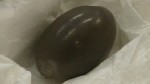 VIDEO: Darwin's egg found