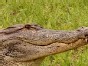 8-Foot Trouble Maker in Florida