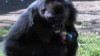 VIDEO: Gorilla easter egg hunt