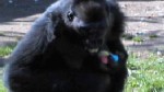 VIDEO: Gorilla easter egg hunt