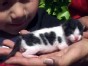 Kitten Wears His Heart on His Coat