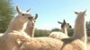 VIDEO: Arizona woman rescues llamas
