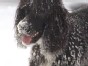 Snow Puppy Digs the Spring Storm