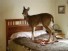 Family Makes Deer a House Pet