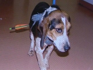 Miracle Dog Survives Arrow Wound