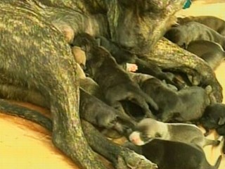 Dog Gives Birth To 20 Puppies