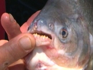 Texas Fisher Reels In 'fangy' Fish