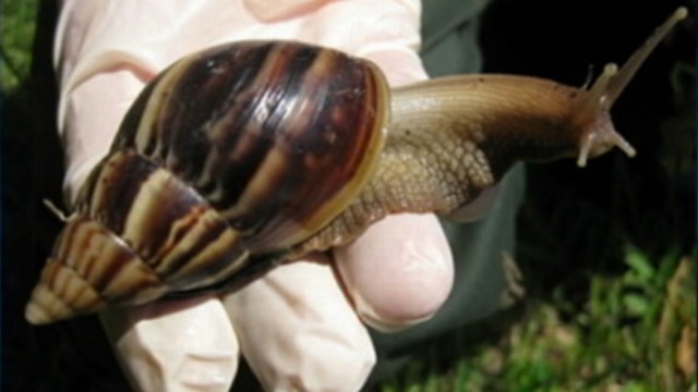 VIDEO: Giant African land snails can carry a parasite that causes meningitis.