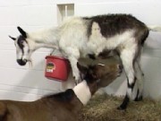 Goat Nurses Motherless Horse