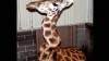  Video:  An Oklahoma zoo tries to figure out how a crook got in a giraffe's neck.