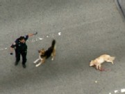 Hero Dog Protects His Mom