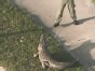 Wild Gator Creates Traffic Jam