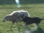 Dog Loves Ewe
