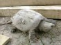 Turtle Trades Hard Shell for Hard Hat