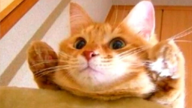 VIDEO: Missing cat from California had been missing for almost two months.