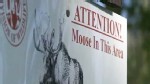 Video: Boy run over by a moose.