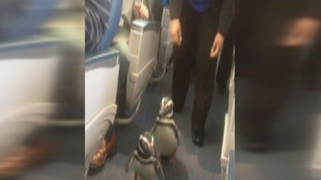 VIDEO: Passengers begin snapping pictures as penguins began scurrying down the aisle.
