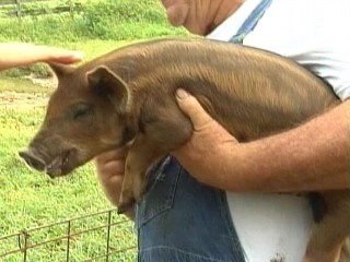 Striped Pigs Become Main Attraction