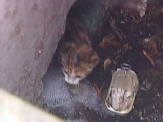 Frightened Feline Rescued From Drain