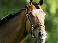 Barbaro
