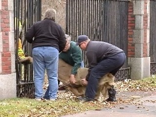 Deer Stuck In Fence Freed