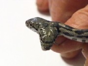 Two-Headed Snake Finds a Home