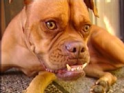 'Crazy Face' Dog Gets Ugly Award