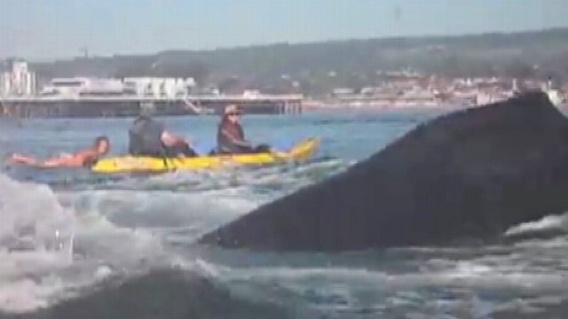 VIDEO: Anchovy feeding frenzy brings pod of humpbacks close to Santa Cruz coast.